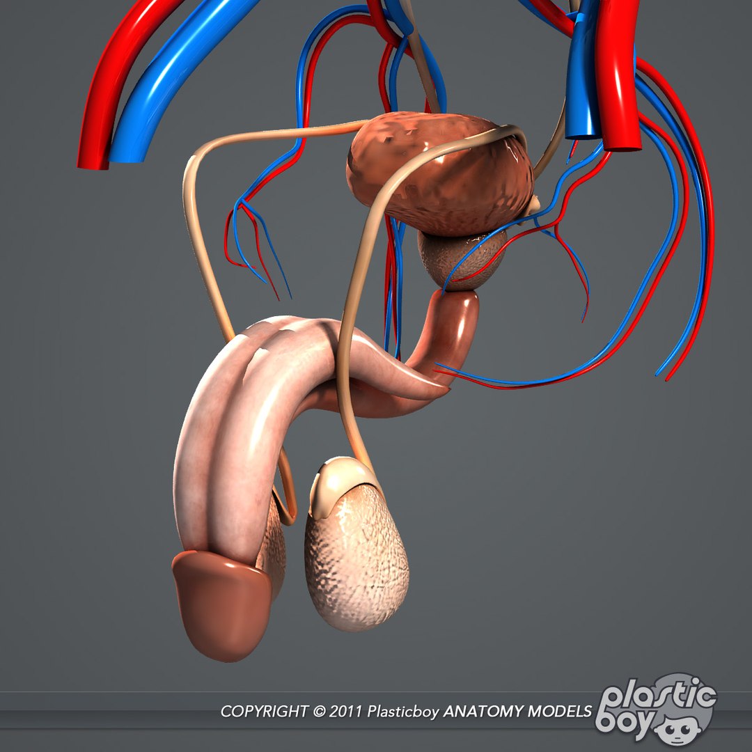 rigged male female anatomy c4d https://p.turbosquid.com/ts-thumb/3a/4Qmnh1/dLXASYWA/urinary_03/jpg/1474393618/1920x1080/fit_q87/35c70bd340efe5da8f22992ba34e995b546c4d4e/urinary_03.jpg