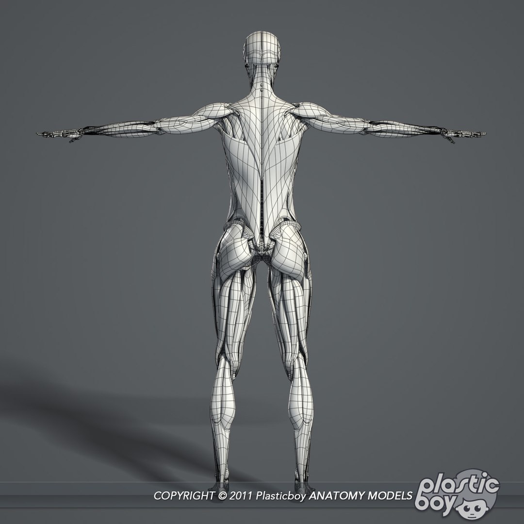 rigged male female anatomy c4d https://p.turbosquid.com/ts-thumb/3a/4Qmnh1/iczY3g5C/female_skeletal_muscles_03_wf/jpg/1474393617/1920x1080/fit_q87/68e8197e5580985c08ee5618e2a267803430709c/female_skeletal_muscles_03_wf.jpg