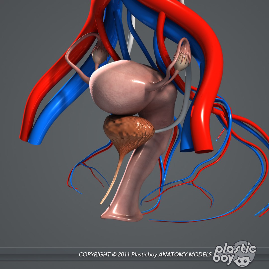rigged male female anatomy c4d https://p.turbosquid.com/ts-thumb/3a/4Qmnh1/q25YWQLD/female_reproductive_02/jpg/1474393616/1920x1080/fit_q87/6b6c3d801328f91b3ebc906a64014f310613e721/female_reproductive_02.jpg