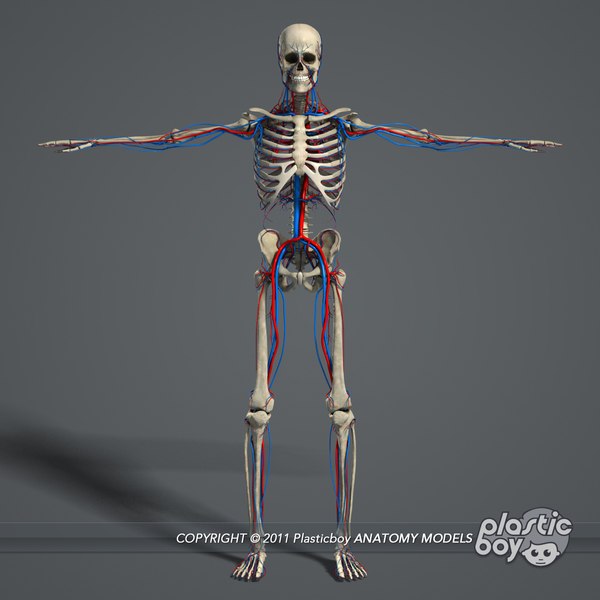 rigged male female anatomy c4d