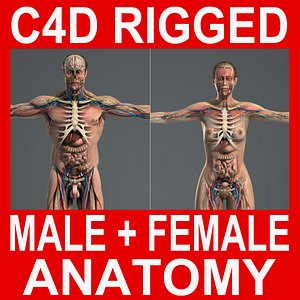 rigged male female anatomy c4d
