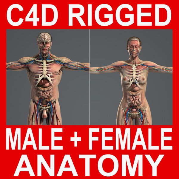 malefemaleanatomyc4drigged.jpg