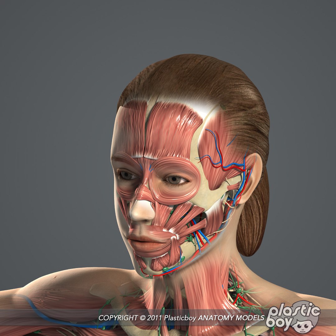 rigged male female anatomy c4d https://p.turbosquid.com/ts-thumb/3a/4Qmnh1/vhEbiVfg/female_anatomy_complete_08/jpg/1474393616/1920x1080/fit_q87/ebef15044f15dcd94f046490eb6cc68c1f96330b/female_anatomy_complete_08.jpg