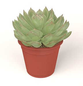 3D Echeveria in Pot