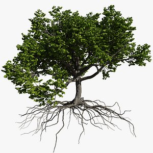 oak summer 3 tree 3D model