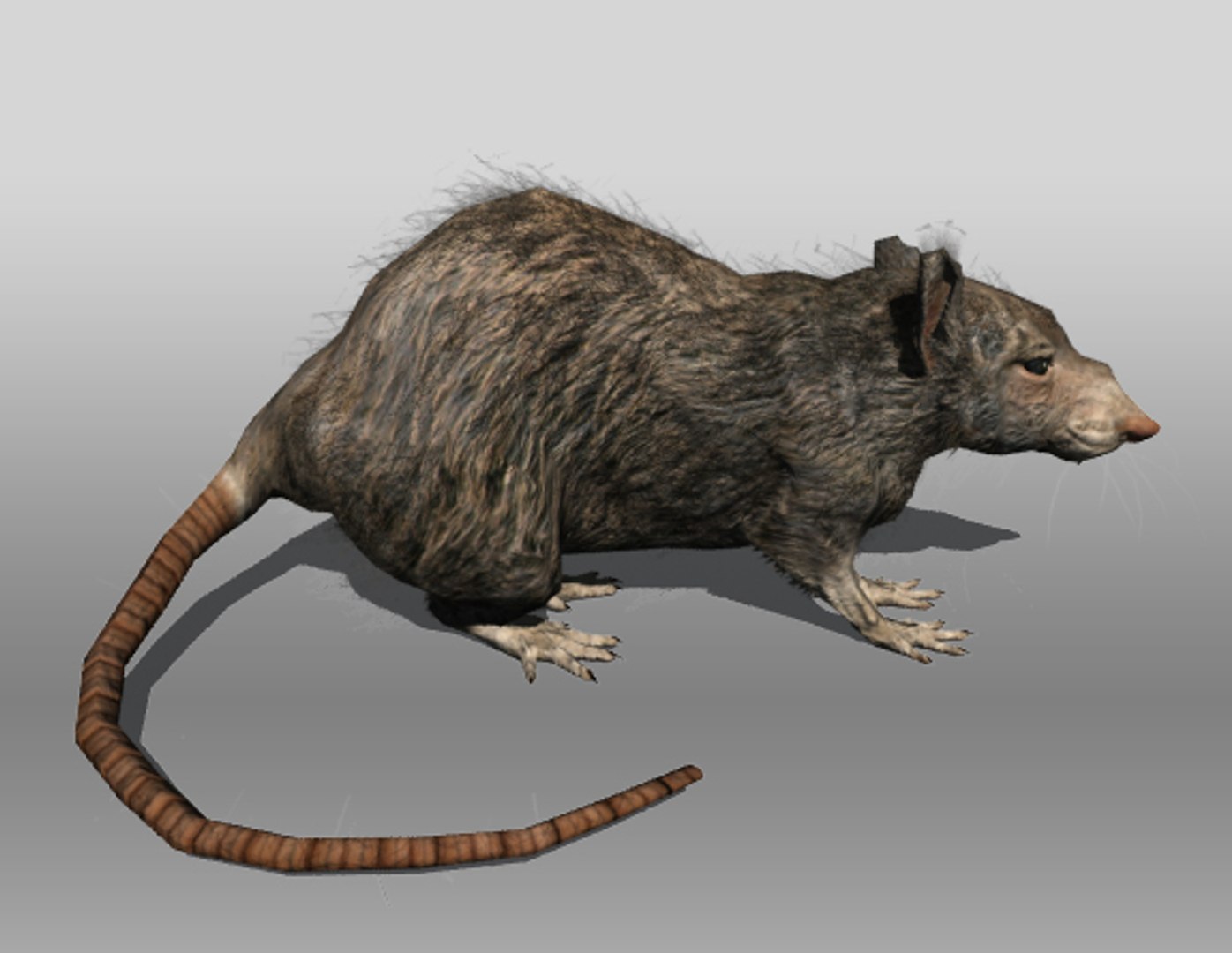 rat animations 3d 3ds https://p.turbosquid.com/ts-thumb/3a/EAV3n8/57mHAjhY/rat_2/jpg/1355030098/1920x1080/fit_q87/b44b76dfb20c9f25985a1095c219b50625be527d/rat_2.jpg