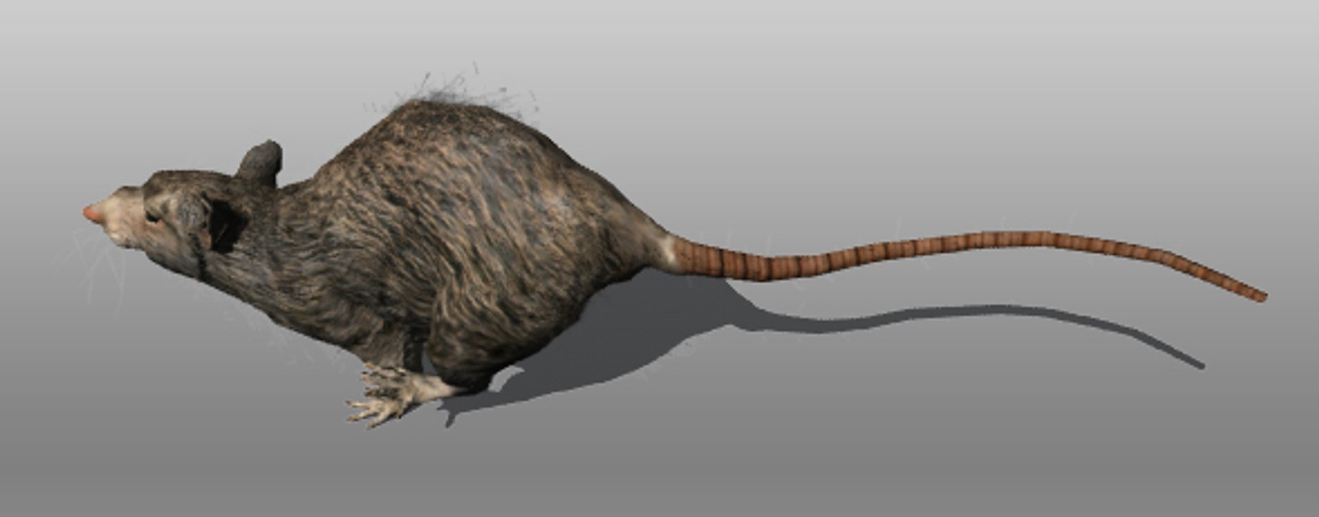 rat animations 3d 3ds https://p.turbosquid.com/ts-thumb/3a/EAV3n8/TONlHCUq/rat_5/jpg/1355030098/1920x1080/fit_q87/59bcb903284d6e2f9b698b9cd0e2e38d81ac9442/rat_5.jpg