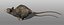 Rat