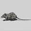 Rat