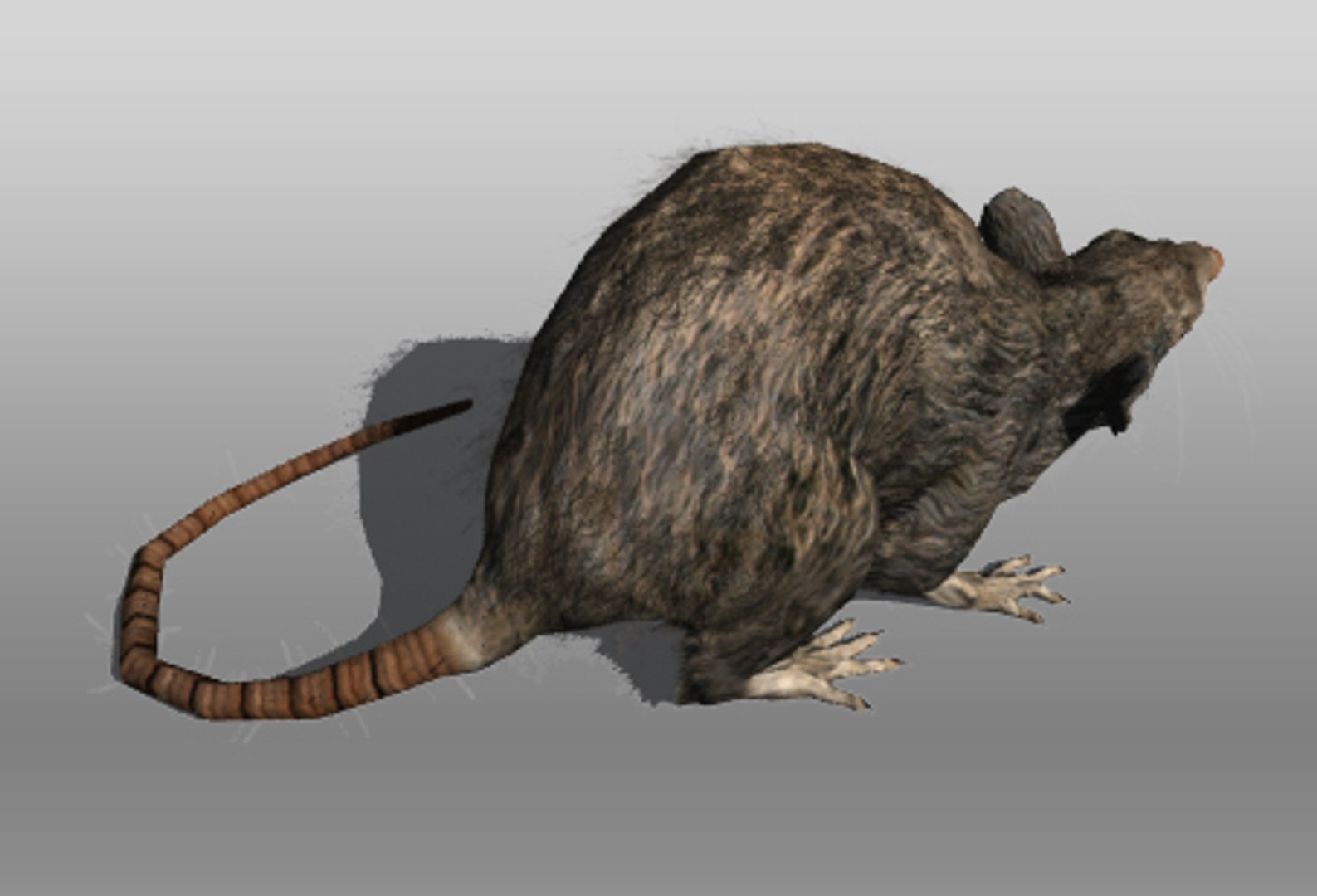 rat animations 3d 3ds https://p.turbosquid.com/ts-thumb/3a/EAV3n8/izv2AdYF/rat_3/jpg/1355030098/1920x1080/fit_q87/200037f26ff5510d0de4b7b3ac7cb431985643fe/rat_3.jpg