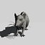 Rat