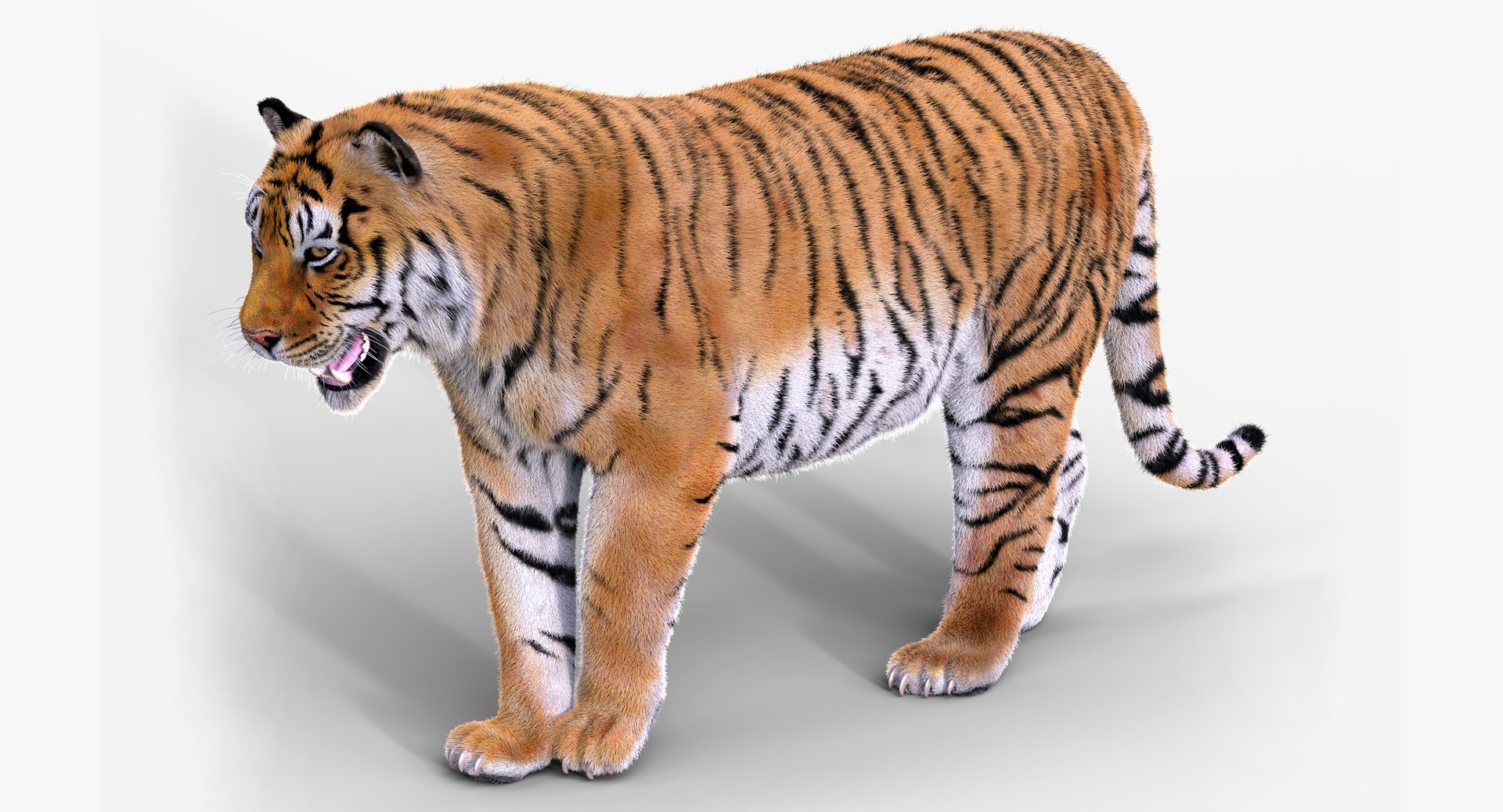 Tiger Rigged 1 Fur 3D - TurboSquid 1164932