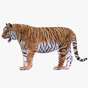 tiger rigged 1 fur 3D