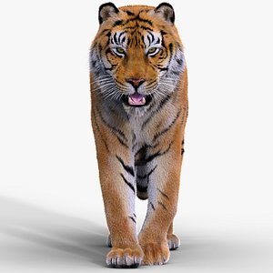 Tiger Amur Animated 3D Model $119 - .max .3ds .dae .obj .fbx - Free3D