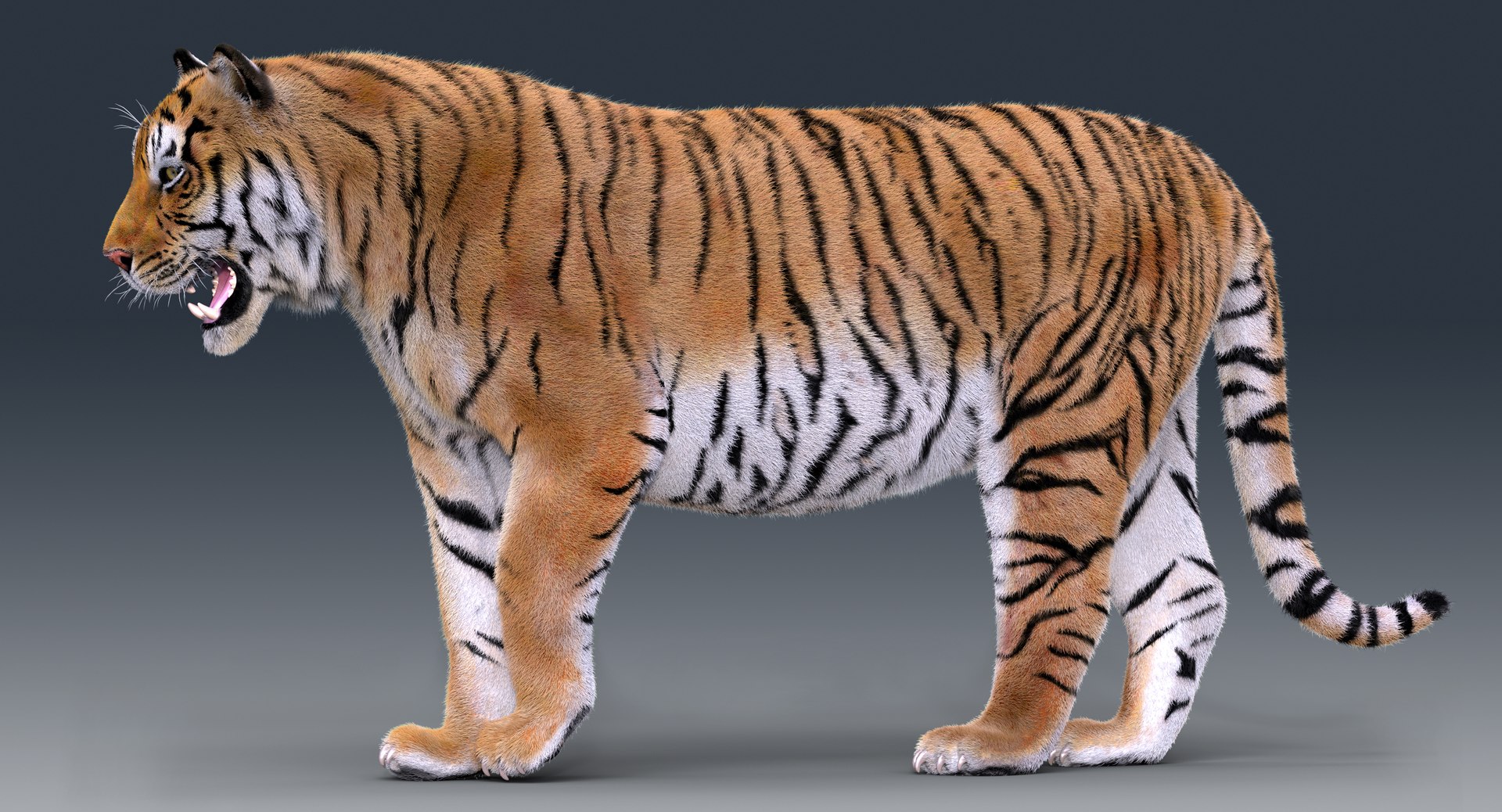 Tiger 3d model - Rigged, with Fur