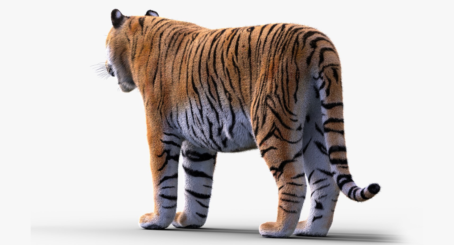 Tiger Rigged 1 Fur 3D - TurboSquid 1164932
