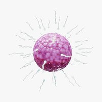 Human Fertilization of Sperm and Egg cell Ovum