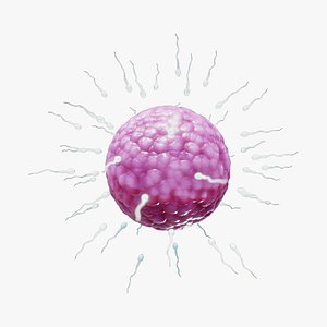 Human Fertilization of Sperm and Egg cell Ovum