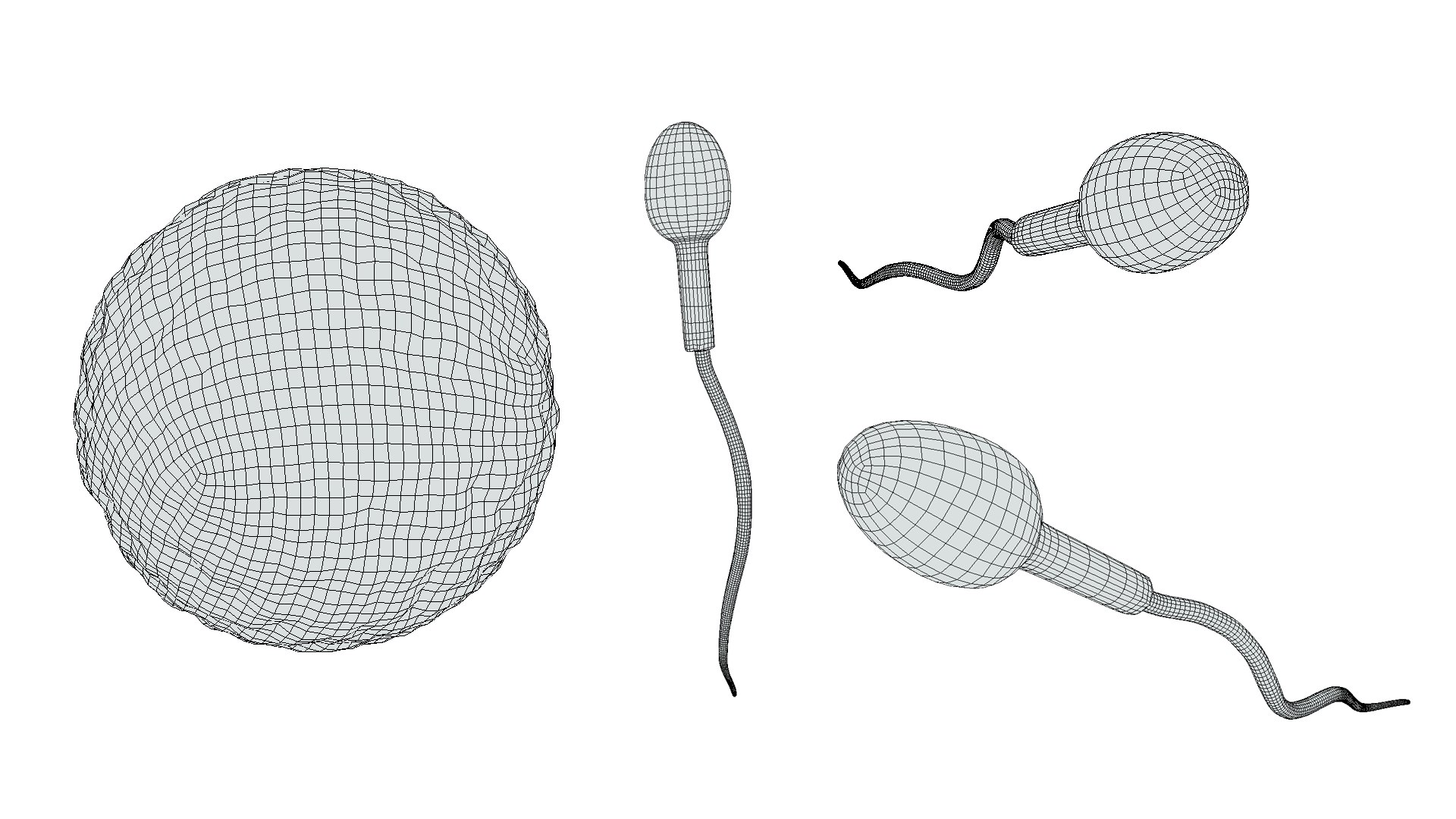 Human Fertilization Of Sperm And Egg Cell Ovum 3D - TurboSquid 2132490