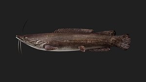 Catfish 3D