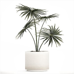 Beautiful fan palm in a flower pot for decoration 1282 3D model
