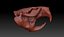 Beaver Skull (Castor canadensis)