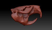 Beaver Skull (Castor canadensis)