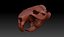 Beaver Skull (Castor canadensis)