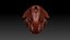 Beaver Skull (Castor canadensis)