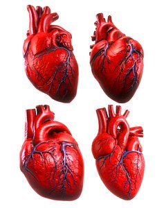 Heart 3D Model Pack 3D model