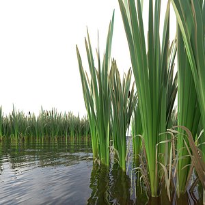 Cattail 3D model