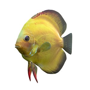 Sunshine Gold Discus Fish