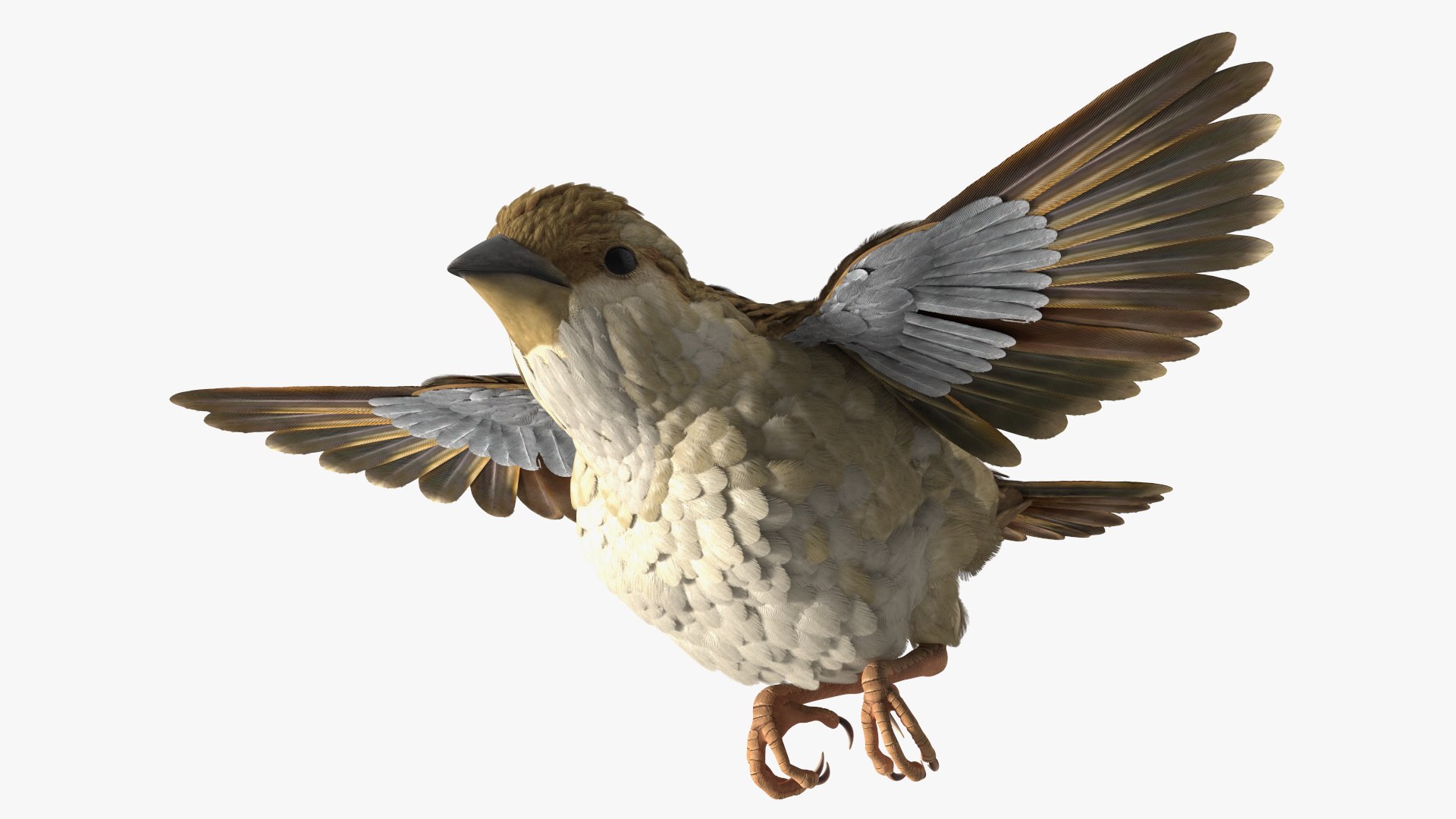 House Sparrow Rigged 3D model preview