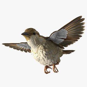 3D House Sparrow Rigged model