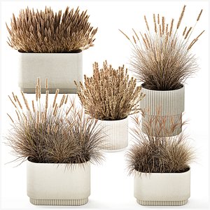 Collection Dried Flowers Pots Pampas Grass Bushes 3D