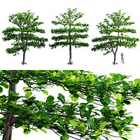 Terminalia catappa