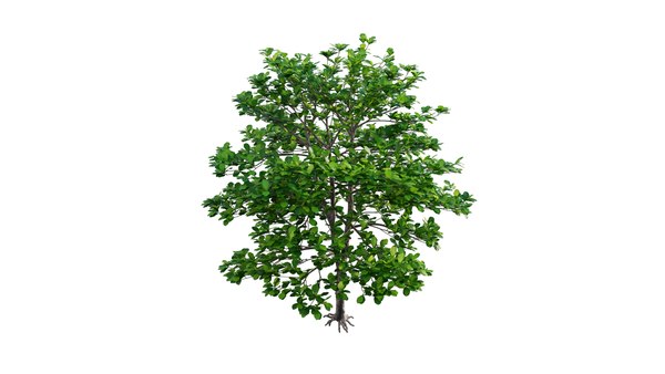 Terminalia catappa 3D model - TurboSquid 1778437