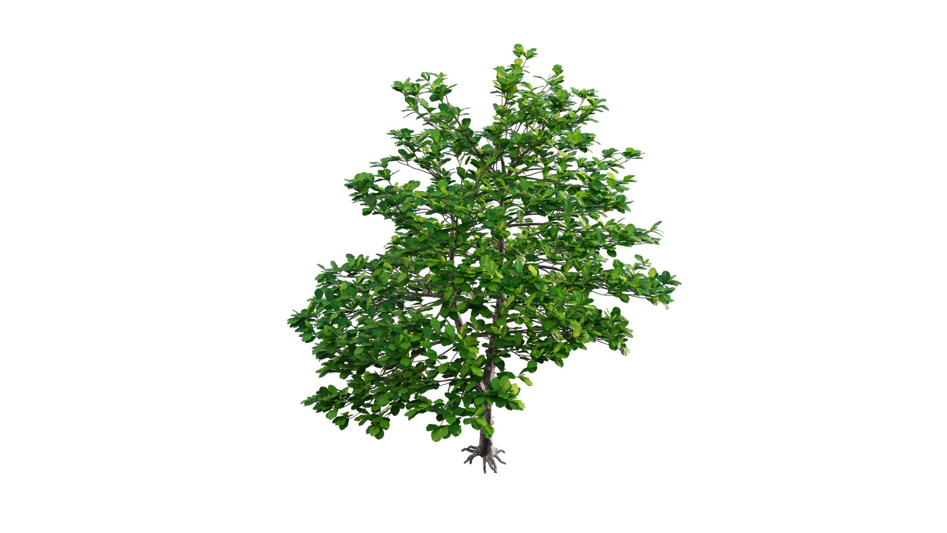 Terminalia catappa 3D model - TurboSquid 1778437