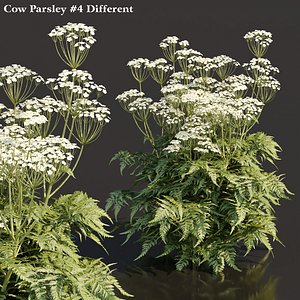 3D Cow Parsley Plants collection vol 119 model