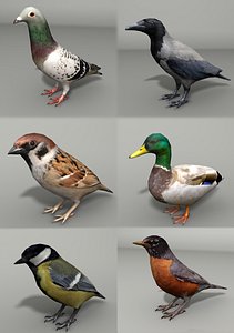 Bird Collection