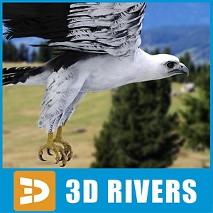 bellied sea eagle 3d 3ds