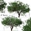 Set of Black Olive or Bucida buceras Tree - 2 Trees