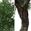 Set of Black Olive or Bucida buceras Tree - 2 Trees