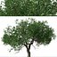 Set of Black Olive or Bucida buceras Tree - 2 Trees
