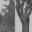 Set of Black Olive or Bucida buceras Tree - 2 Trees