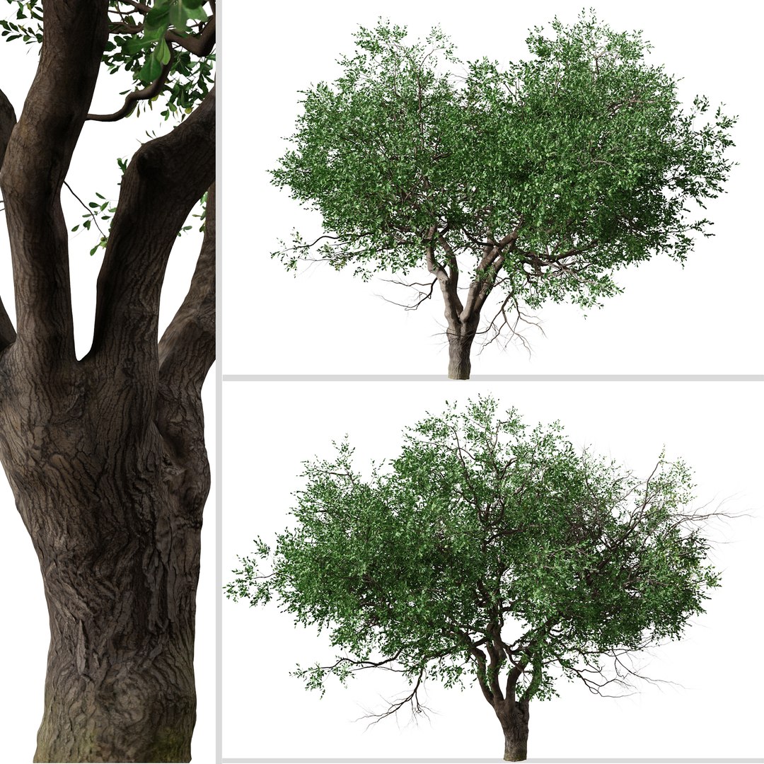 3D Set of Black Olive or Bucida buceras Tree - 2 Trees https://p.turbosquid.com/ts-thumb/3b/KVNt5p/YP/blackolivetree5/jpg/1668370085/1920x1080/fit_q87/2891b4da62bb71b74a11375ba069c044dbfaffd3/blackolivetree5.jpg