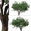 Set of Black Olive or Bucida buceras Tree - 2 Trees
