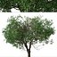 Set of Black Olive or Bucida buceras Tree - 2 Trees