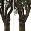 Set of Black Olive or Bucida buceras Tree - 2 Trees