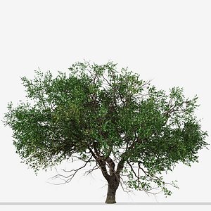 3D Set of Black Olive or Bucida buceras Tree - 2 Trees